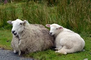 Lambs Gallery: Sheep; ewe with lamb in Welsh mountains