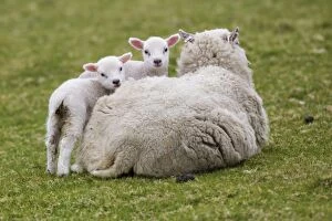 Images Dated 5th June 2013: Sheep - ewe and lambs