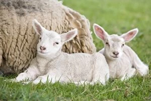 Lambs Gallery: Sheep - Ewe with two lambs