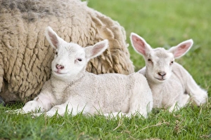 Images Dated 17th April 2007: Sheep Ewe with two lambs Buxton Derbyshire UK