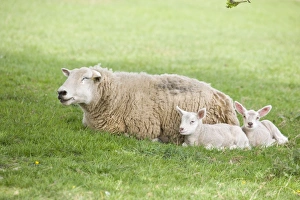 Images Dated 17th April 2007: Sheep Ewe with two lambs Buxton Derbyshire UK