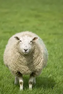 Sheeps Prints: Sheep - Ewe Norfolk UK
