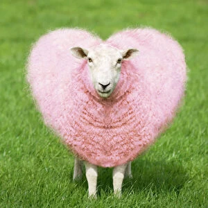 Images Dated 5th April 2005: Sheep - Ewe - pink heart shaped wool Digital Manipulation: turned pink - shaped heart - general