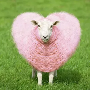 Funny Prints: Sheep - Ewe - pink heart shaped wool Digital Manipulation: turned pink - shaped heart - general clean-up