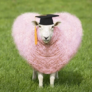 Board Gallery: Sheep - Ewe - pink heart shaped wool wearing mortar