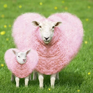 Lambs Gallery: Sheep - Ewe - pink heart shaped wool with young lamb Di