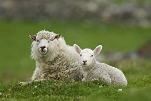 Images Dated 29th May 2012: Sheep - ewe with single lamb