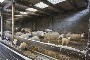 Images Dated 12th March 2013: Sheep - in farmers sheepfold / pen in winter