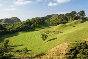 New Zealand Prints: Sheep farming typical hilly farming landscape with grazing sheep Golden Bay