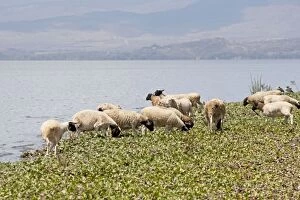 Sheep feeding on water hyacinth