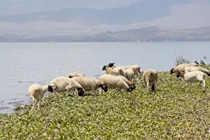 Herds Prints: Sheep feeding on water hyacinth Lake Naivasha Kenya