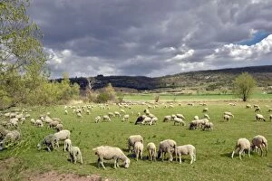 Sheep - in field