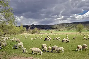 Flocks Prints: Sheep - in field - Monieux - Vaucluse - Provence - France