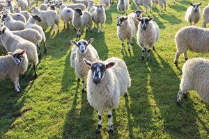 Faced Gallery: Sheep are everywhere in the fields of Cotswolds