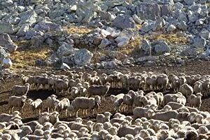 Images Dated 7th November 2007: Sheep - flock