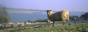 Pastures Prints: Sheep - Flock on lakeside pasture Rutland Water UK