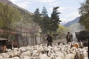 Caucasus Gallery: Sheep flock and shepherds on pass in the Gudani