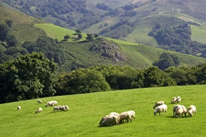Sheep graze on rural farmland in the Baztan