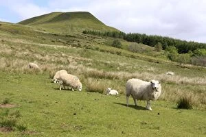 Sheep - grazing
