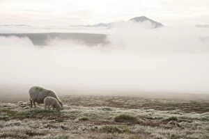 Images Dated 7th June 2014: Sheep - grazing with early morning mist