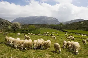 Stock Prints: Sheep grazing in high pastures, Gious Kambos plateau, Kedros Mountains, central Crete