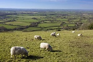 Farm Animals Collection: Sheep - grazing - Looking west over the Blackmore Vale - from Ibberton Hill - Dorset - UK