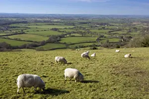 Farm Animal Prints: Sheep - grazing - Looking west over the Blackmore Vale - from Ibberton Hill - Dorset - UK