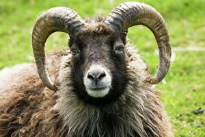 Farm Collection: Sheep - head of North Ronaldsay ram. Rare Breed Trust Cotswold Farm Park Temple Guiting near Stow