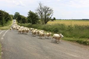 Sheep - herd running along road