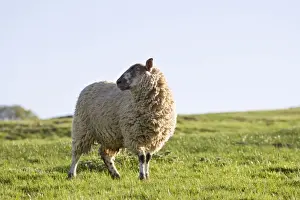 Pasture Prints: Sheep On hillside pasture Peak District Derbyshire UK