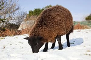 Images Dated 30th November 2010: Sheep - Jacob cross - in the snow - Cornwall - UK