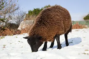 Farm Animal Prints: Sheep - Jacob cross - in the snow - Cornwall - UK