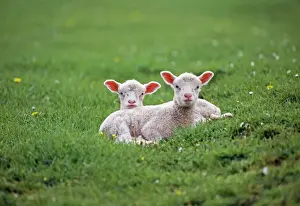 Pastural Prints: Sheep JD 12610E x 2 Lambs © John Daniels / ardea. com