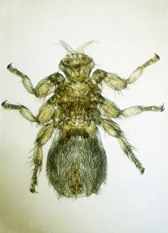 Images Dated 14th August 2006: Sheep Ked / Tick