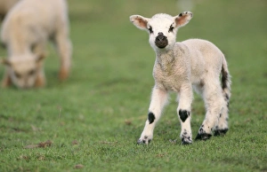 <b class=qtipBold><figcaption>SHEEP - Lamb</figcaption></b><br>WAT-1092 SHEEP - Lamb Ovis domesticus M. Watson Please note that prints are for personal display purposes only and may not be reproduced in any way.<br><em>© M. Watson / ardea.com</em> SHEEP - Lamb