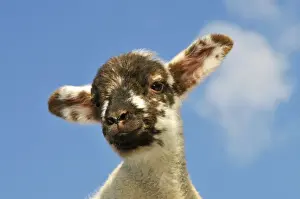 Odd Angle Prints: Sheep - lamb against blue sky