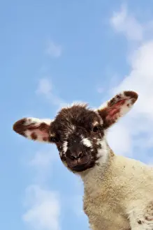 Easter Prints: Sheep - lamb against blue sky