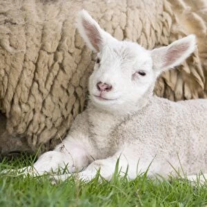 Images Dated 17th April 2007: Sheep - lamb Buxton Derbyshire UK