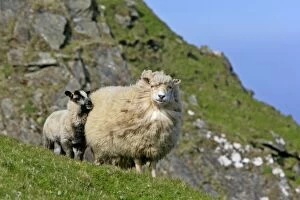 Sheep - lamb cuddling up to mother