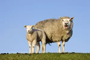 Dyke Prints: Sheep with lamb on dyke bleating - Texel - island - Netherlands