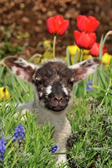Farm Animals Collection: Sheep - lamb in spring flowers