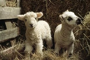 Sheep - two lambs