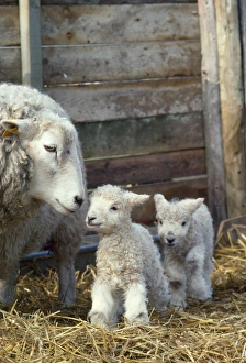 Sheep & Lambs