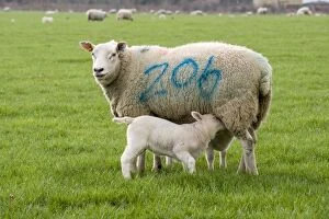 Images Dated 18th March 2012: Sheep & Lambs - in field Sheep & Lambs - in field