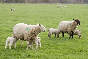 Images Dated 18th March 2012: Sheep & Lambs - in field Sheep & Lambs - in field