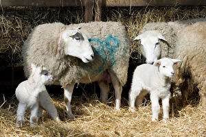 Images Dated 18th March 2012: Sheep & Lambs - in lambing pen Sheep & Lambs - in lambing pen