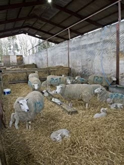 Images Dated 18th March 2012: Sheep & Lambs - in lambing shed Sheep & Lambs - in lambing shed
