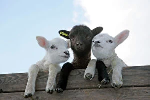 Farm Animals Collection: SHEEP - Three lambs looking over fence