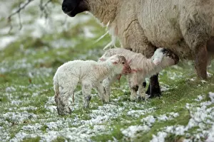 Sheep with lambs - Wales, UK - Mixture of Suffolk and Welch mountain breeds