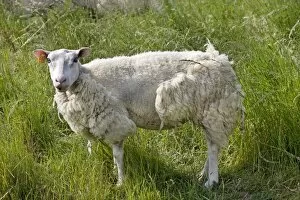 Sheep with long wool
